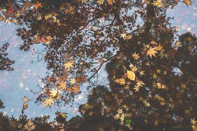 Low angle view of tree against sky