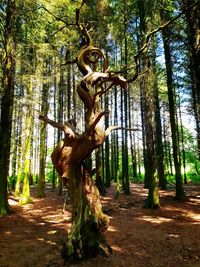Low angle view of trees in forest