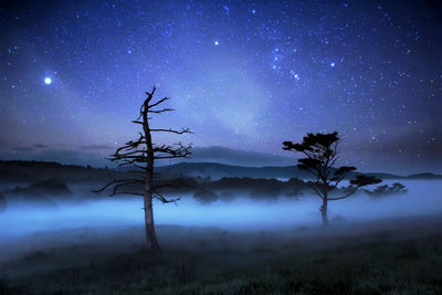 Silhouette trees on field against starry sky