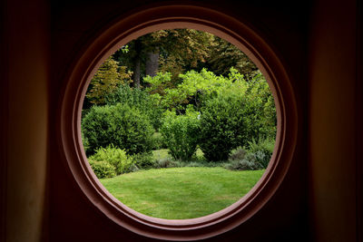 Trees seen through window