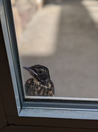 Close-up of bird perching on window sill