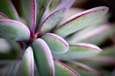 Close-up of succulent plant