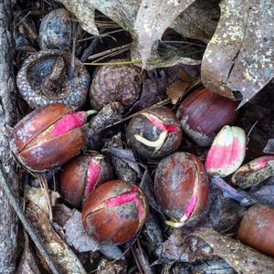 High angle view of fruits