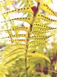 Close up of green leaf