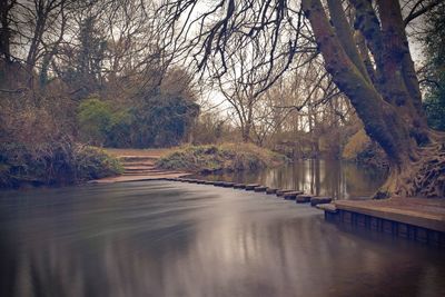 River flowing amidst trees