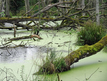 Scenic view of lake in forest