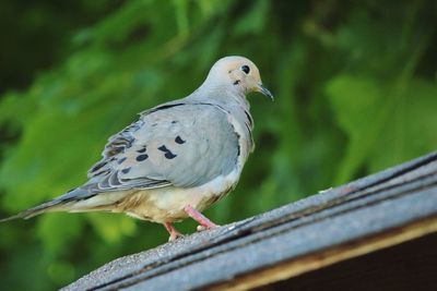 Close-up of bird perching on railing