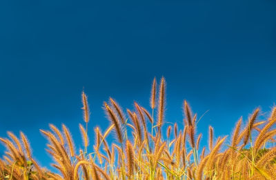 Close-up of stalks against blue sky