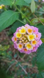 Close-up of flowers blooming outdoors