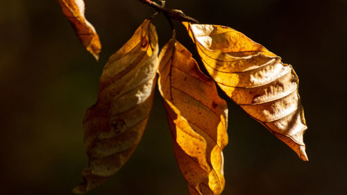 Close-up of dry leaves during autumn