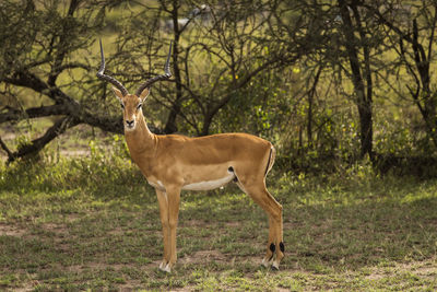 Deer standing in a forest