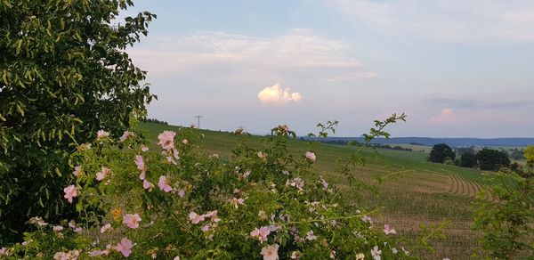 Scenic view of flowering plants on field against sky