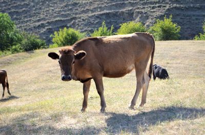 Cow grazing in the pasture