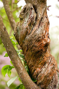 Close-up of lizard on tree trunk