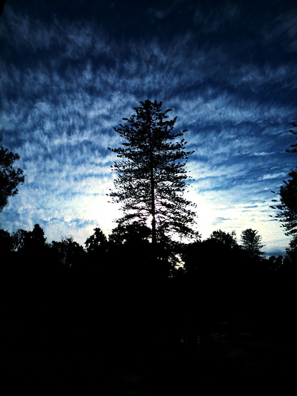 silhouette, tree, sky, tranquility, tranquil scene, beauty in nature, scenics, cloud - sky, low angle view, nature, dark, cloudy, cloud, dusk, landscape, bare tree, growth, branch, idyllic, outdoors