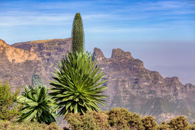 Cactus growing on rock against sky