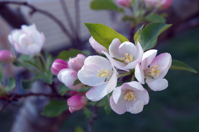 Close-up of white flowers blooming