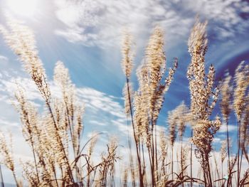 Close-up of wheat field against cloudy sky