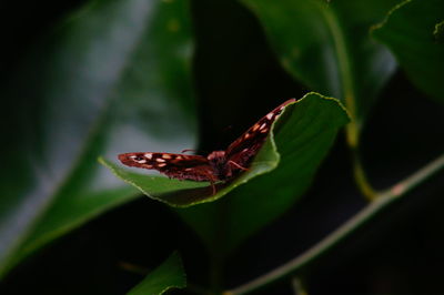 Close-up of insect on leaf
