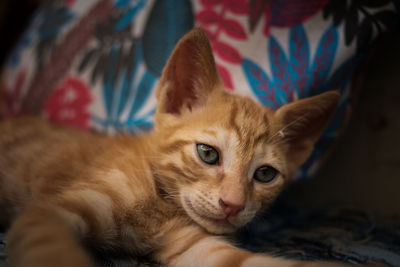 Close-up portrait of a cat