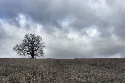 Tree on field against sky