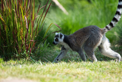 Lemur on grass