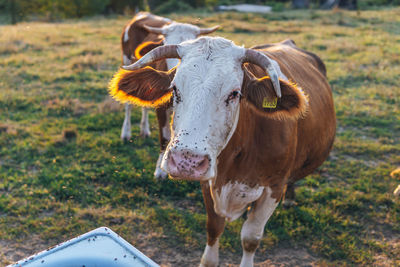 Cow standing in a field