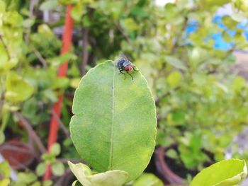 High angle view of insect on leaf