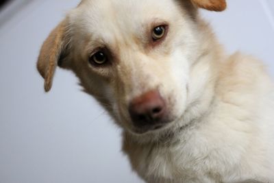 Close-up portrait of dog