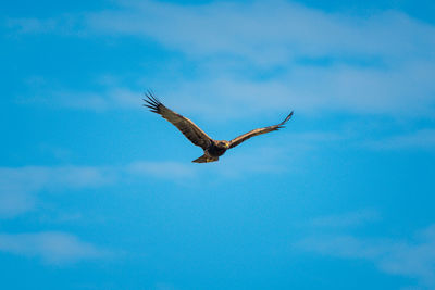 Low angle view of eagle flying in sky