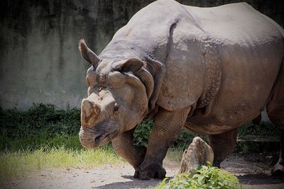 View of elephant in zoo