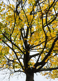 Low angle view of yellow flower tree