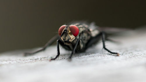 Close-up of insect