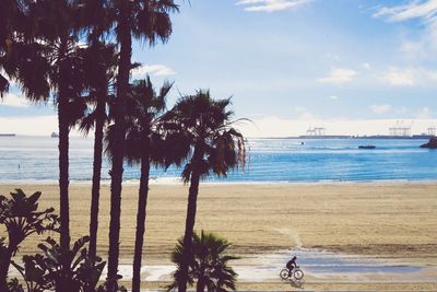 Palm trees on beach against sky