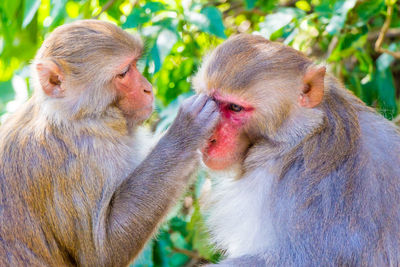 Close-up of a monkey