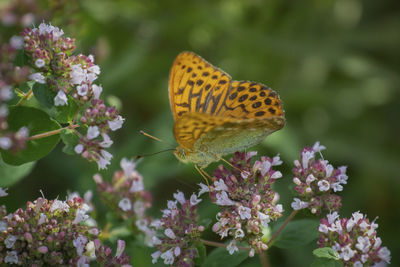 Butterfly pollinating on flower