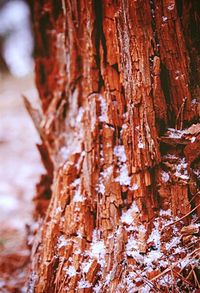 Close-up of tree trunk in forest