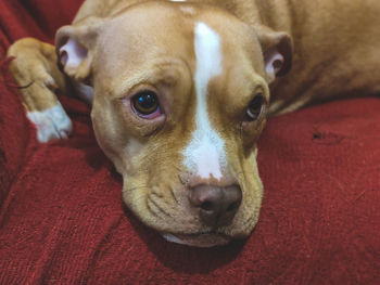 Close-up portrait of a dog