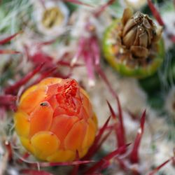 Close-up of fruits