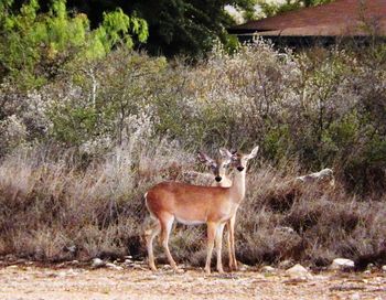 Portrait of deer on field by plants