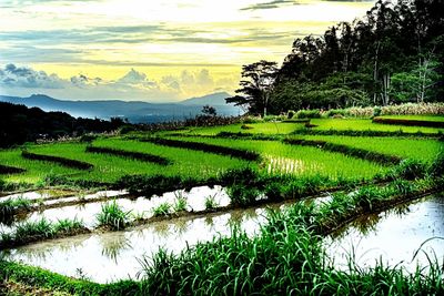 Scenic view of rice field against sky