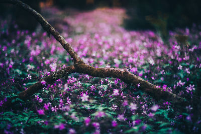 Close-up of purple flowers on branch