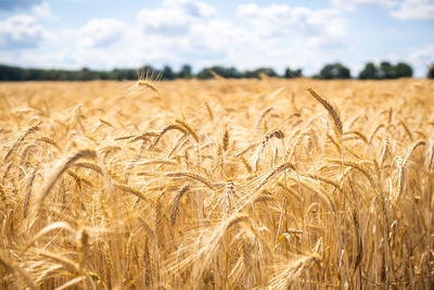 Wheat field against sky