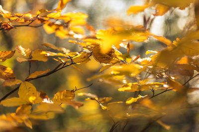 Close-up of yellow flowers on tree