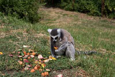 Lion eating fruit on plant