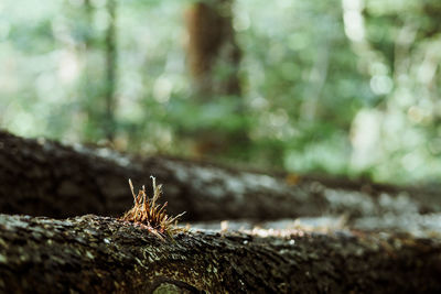 Close-up of tree trunk in forest