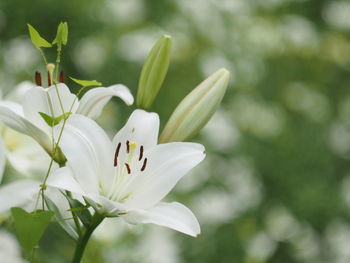 Close-up of white flowering plant