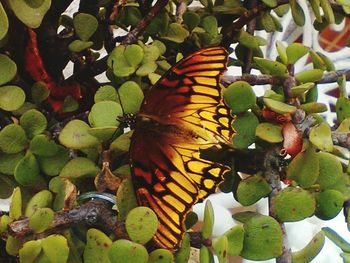 Close-up of orange butterfly on plant