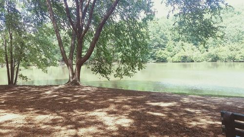 Scenic view of trees by sea