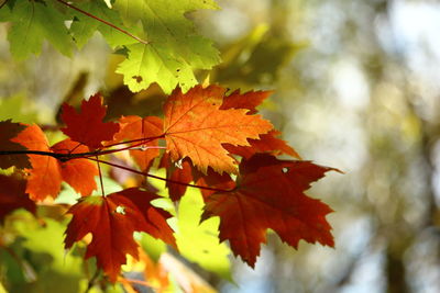 Close-up of maple leaves on tree